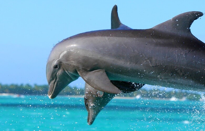 дельфины в пунта кане